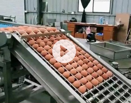 蛋液生產(chǎn)線